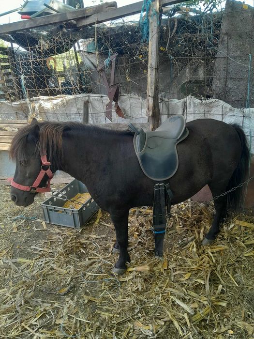 Ponei de vânzare.