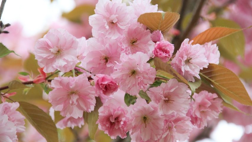 Cires Japonez Kanzan