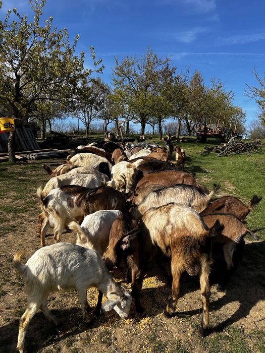 Capre Metris cu Anglonubian