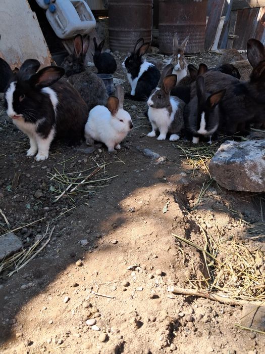 Iepuri de casa negri si albi