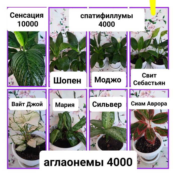 К продаже предлагается комнатные цветы по приемлемым ценам.