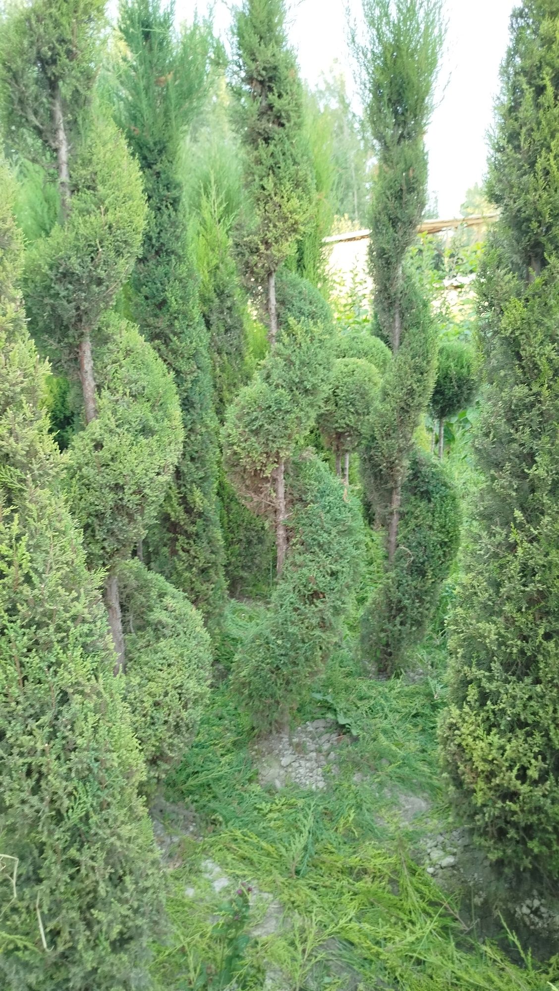 Archa kesish xizmati