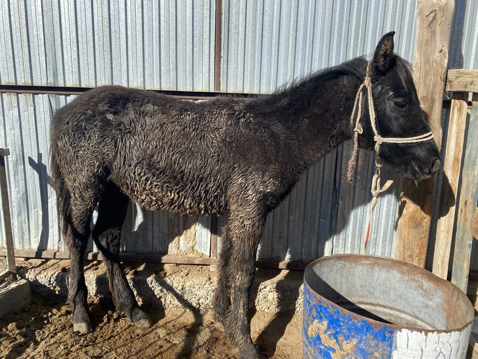 Жабагы         .