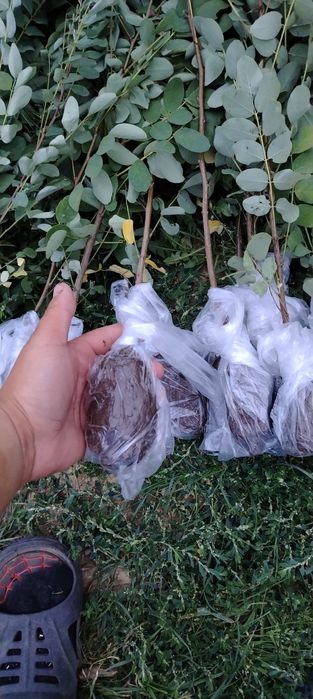 puieți forestieri pentru ampadurire
Preț salcam  1 leu buc  1.2 m
Preț