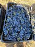 Struguri de vin.