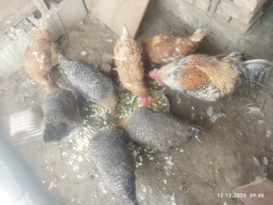 Продам  домашних  кури