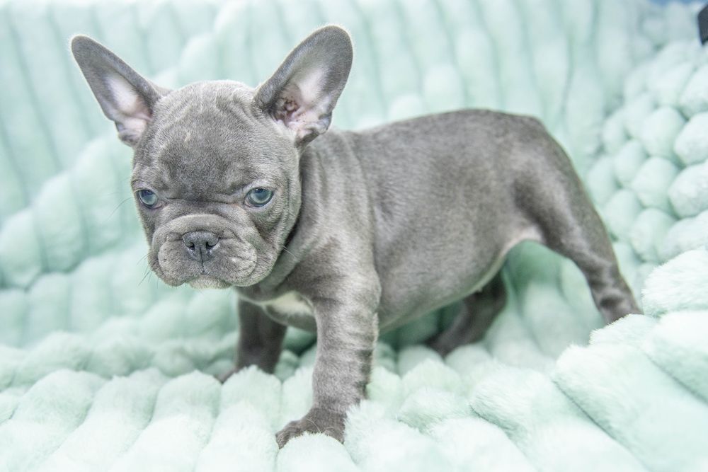 bulldog francez blue