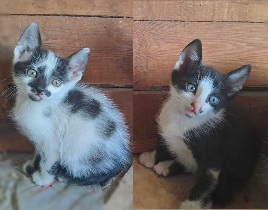 Подарявам котенца!