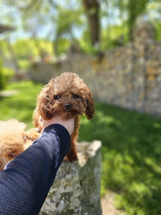 Той пудел[toy poodle)] Лицензиран развъдник