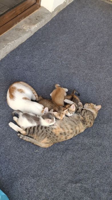Милые котята,отдам даром в хорошие руки.