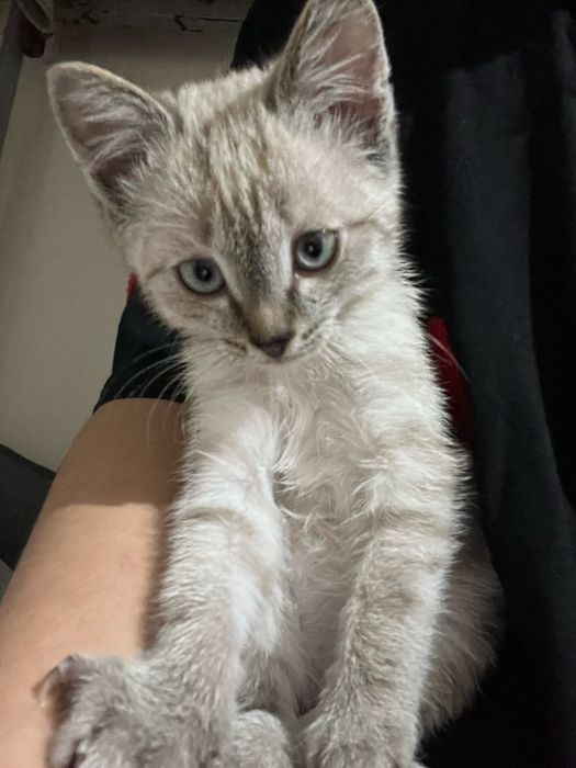 Продам кошку на хороши руки