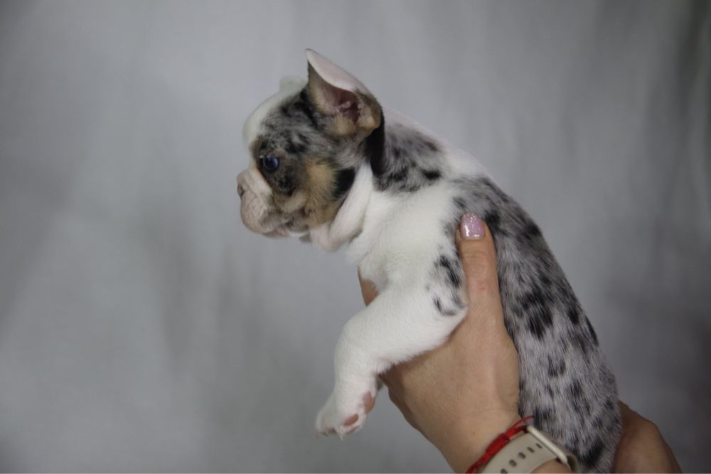 Френски булдог-момче