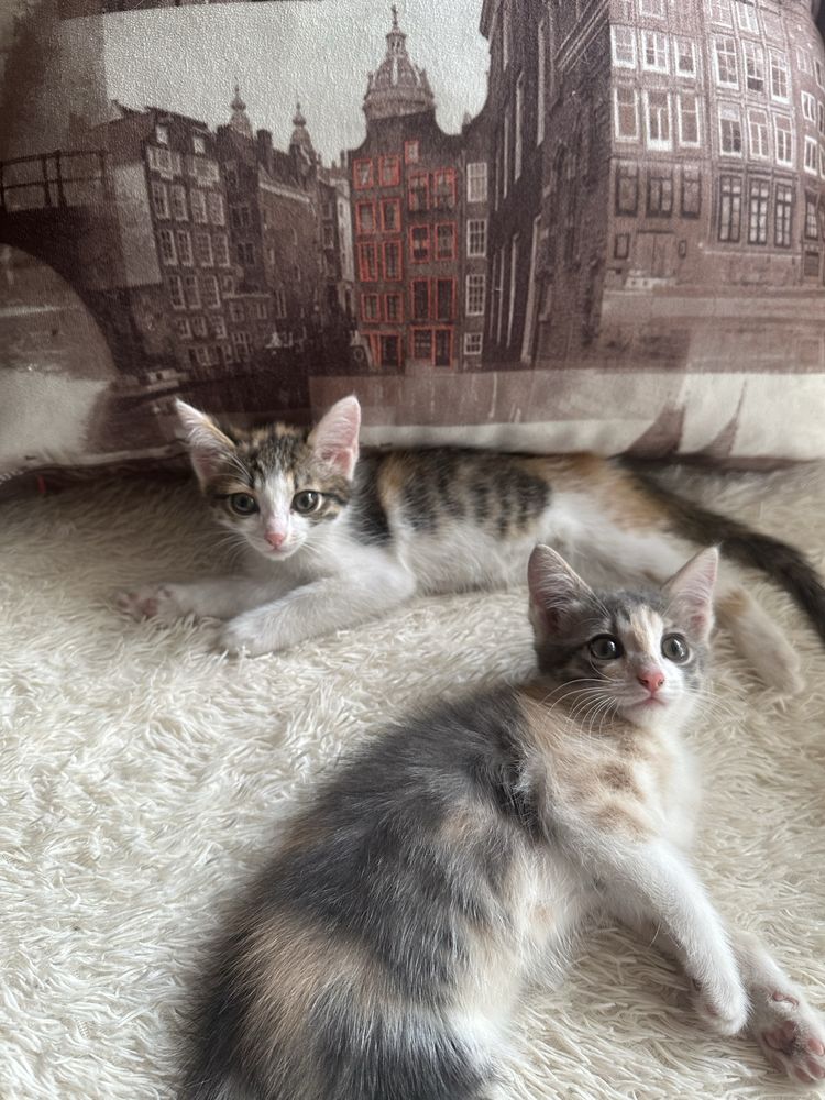 Котята ищут дом