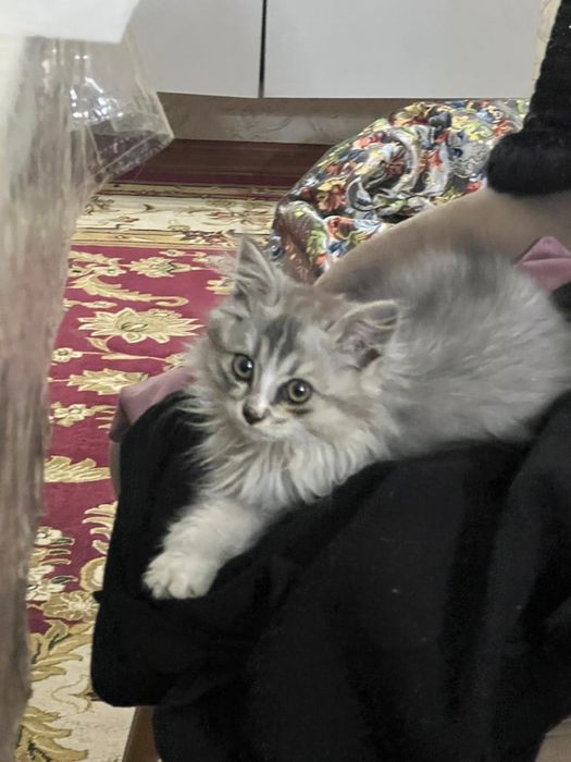 Котенок мальчик 22.07.25