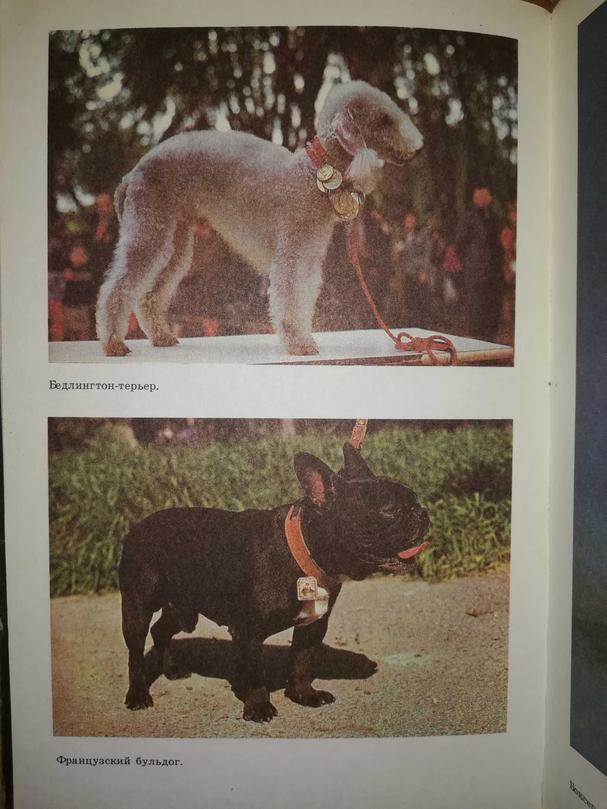 Книга "Декоративное Собаководство"