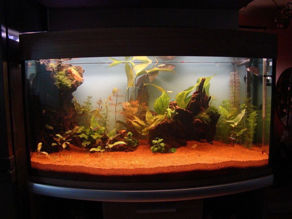 Acvariu 230 litri cu geam frontal curbat