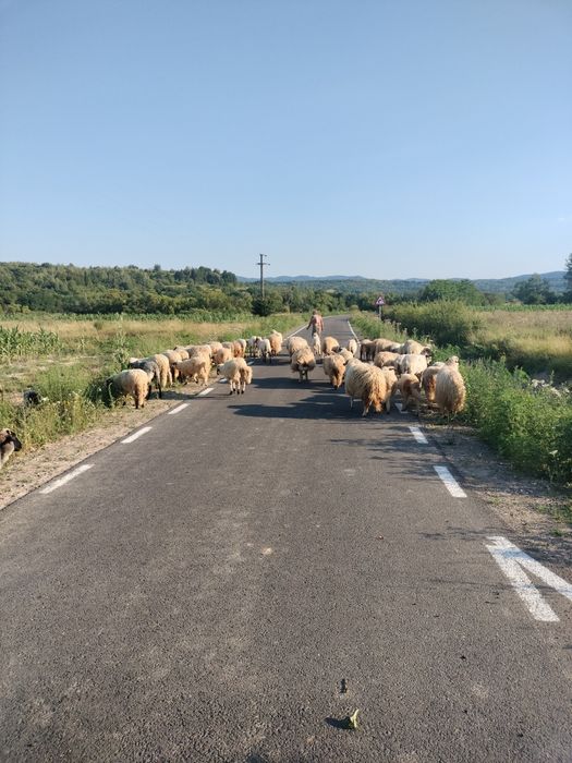Oii Țurcane de vânzare