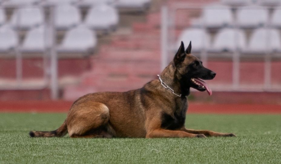 Щенки бельгийской овчарки малинуа с родословной