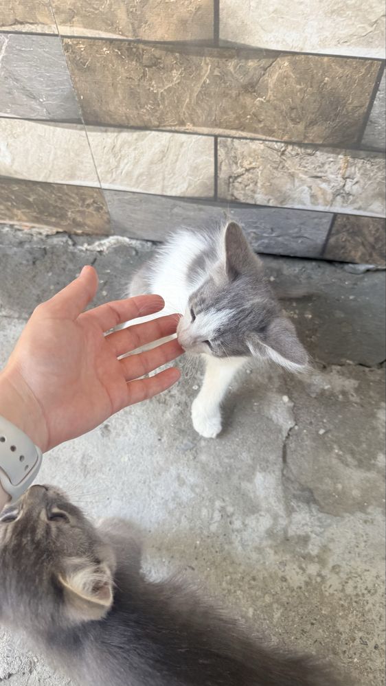Отдадим котят в добрые руки!