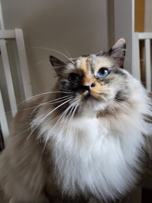 Pisica Ragdoll sterilizata