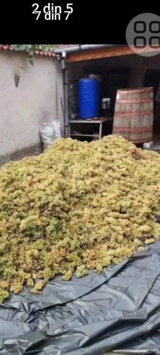 Avem struguri de vin de vrancea Producție 2025