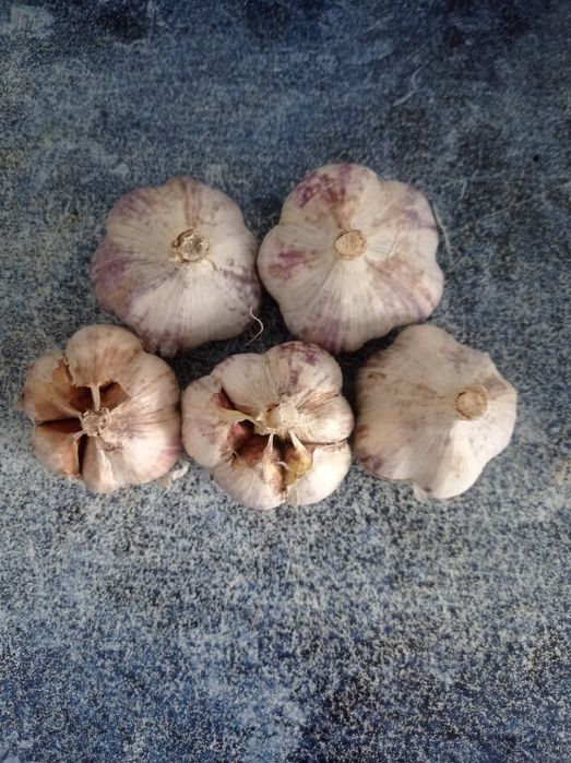 Чеснок на семена.