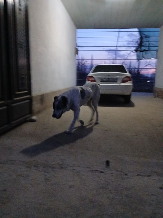 Alabay erkak yoshi 4 yoshar