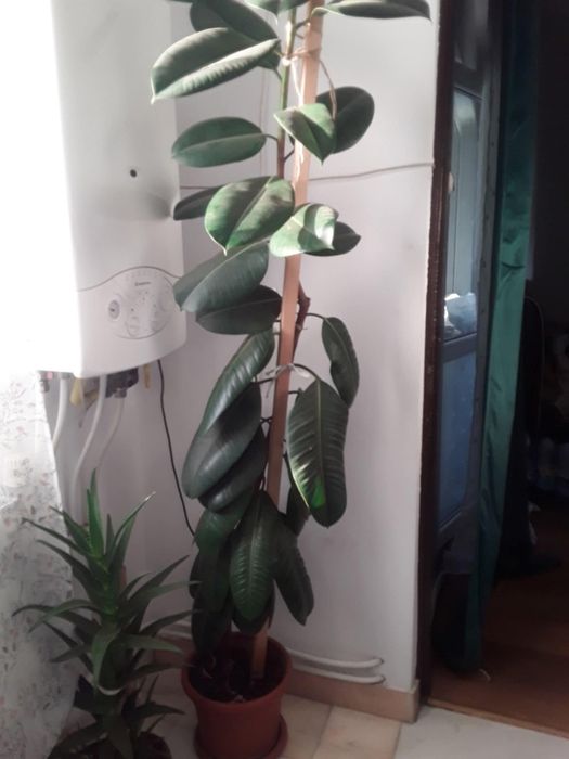 Vând ficus  mare