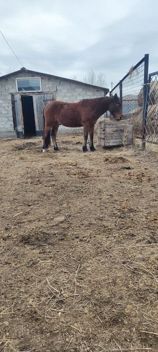 Продам  согым.  Хороший жирный