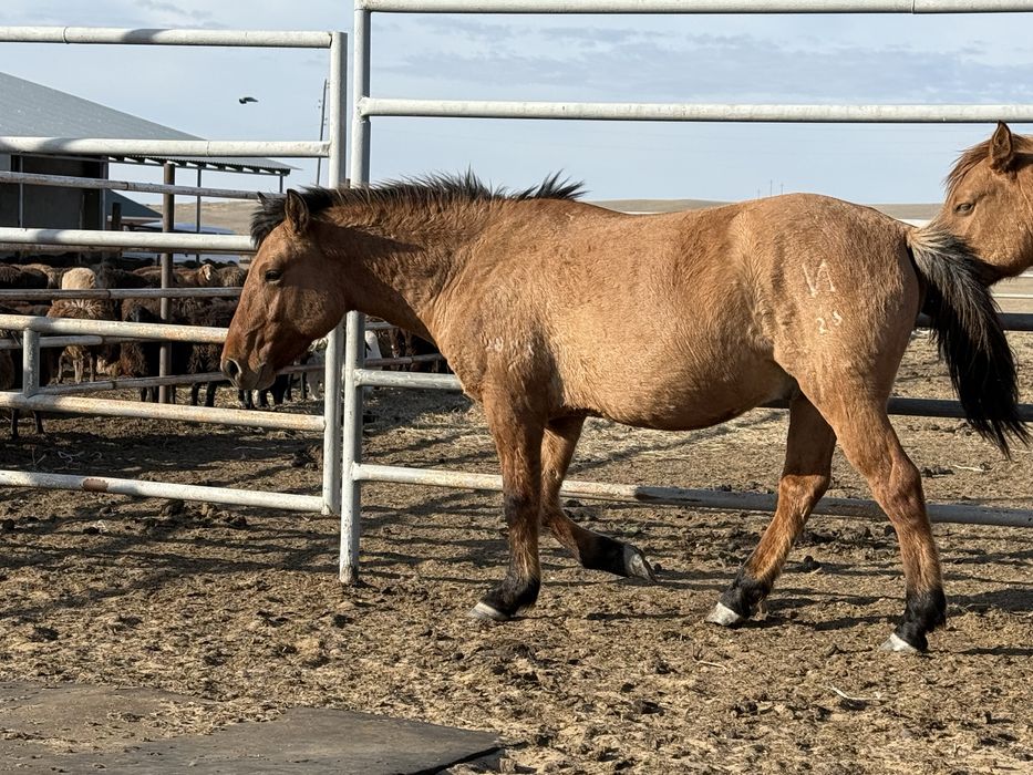 Айғыр айгыр жеребец