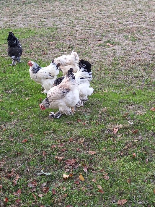 Брама товуклар сотилади