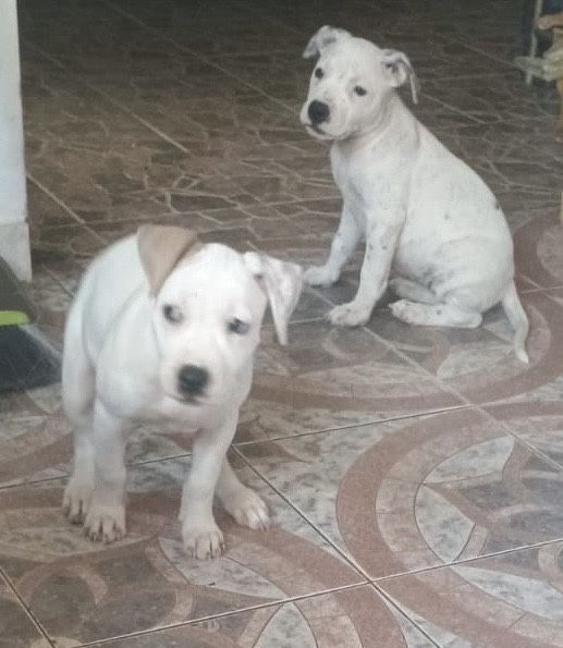 Pui Amstaff American