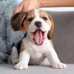 Pui beagle original