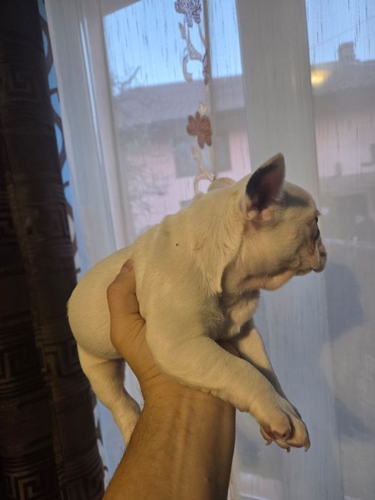 Vănd cătelusi Buldog Francez rasă pură