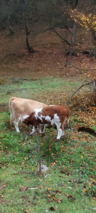 Oportunitate! Vând viței de calitate, ~300 kg