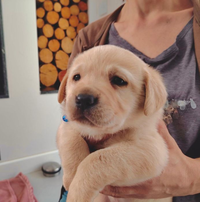 Pui Labrador Retriever cu Pedigree Tip A