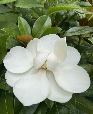 Magnolia Grandiflora (Veșnic Verde )