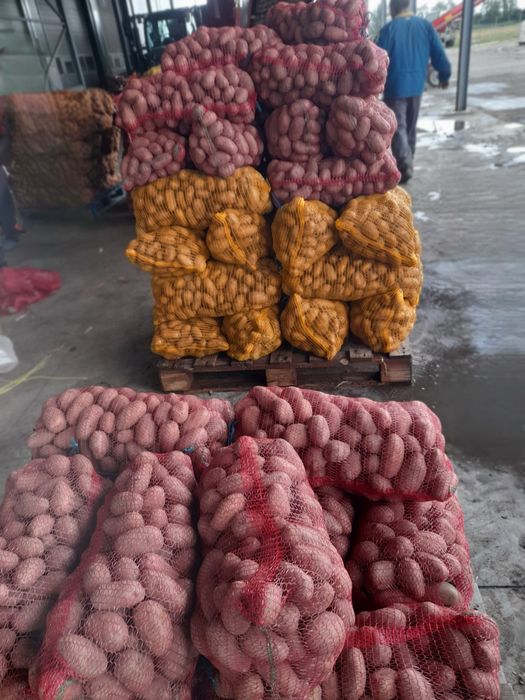 Cartofi de consum alb-rosu calitate superioara Red Lady