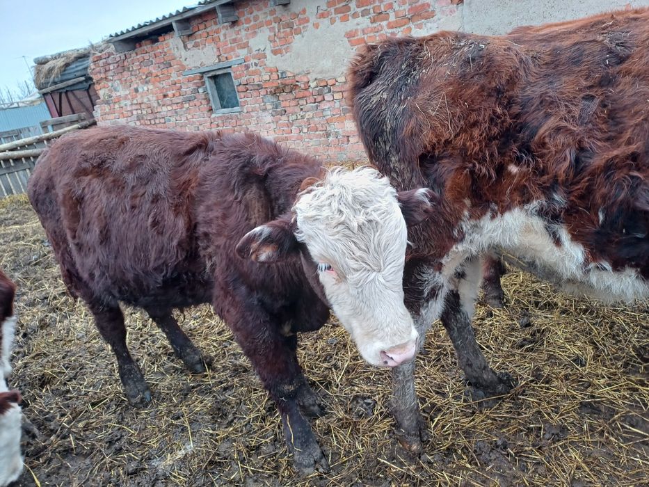 Бычок потсос  ...