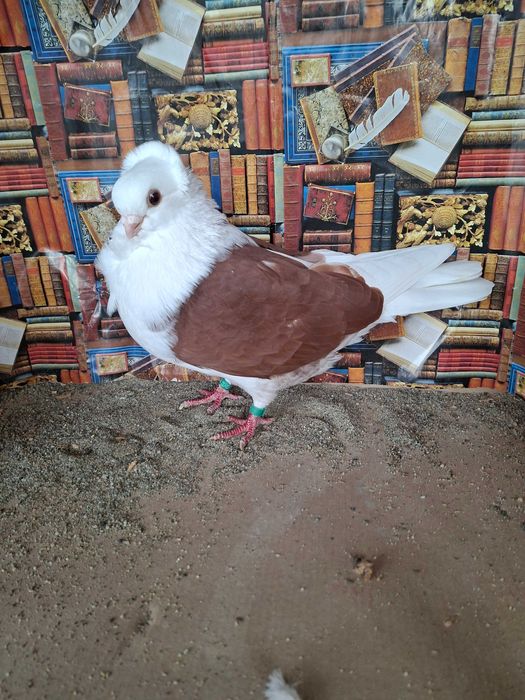 Porumbei pescăruș german tip vechi