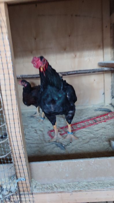 Pereche combatant indian uriaș 2024 și cocos australorp 2025