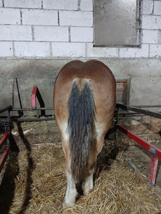 De vanzare iapa de 5 ani cu mânză de 6 luni