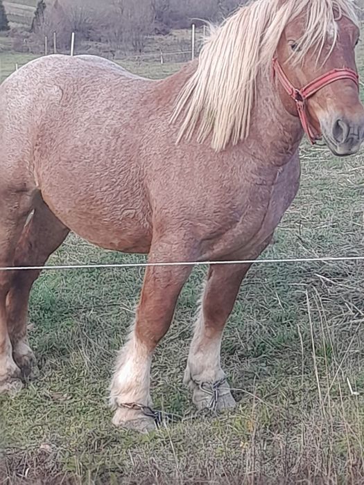 De vânzare pentru detalii la telefon