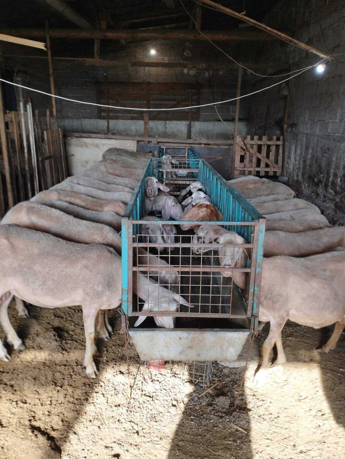 Продавам 23 броя овце за дамазлък порода Асаф
