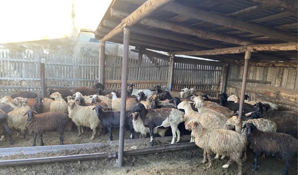 Продам баранов(по хорошим ценам)звонить в любое время