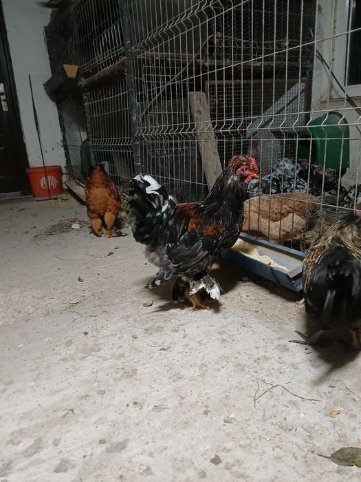 Vând gaini și cocosi