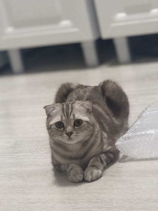 Отдам кота, вислоухий шотландец в связи с командировками