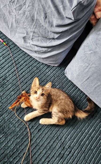 Adoptie pui pisica