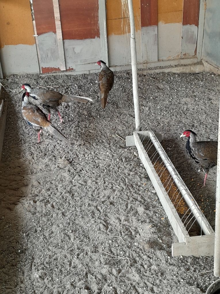 Продам самцов серебряных фазанов