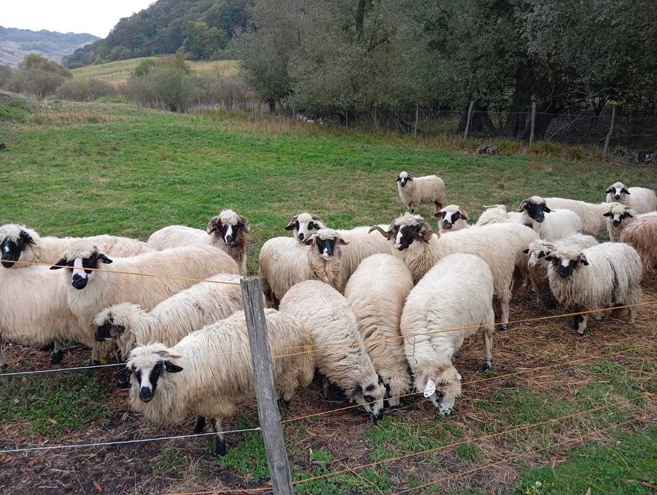 Vind oi și mieluțe!